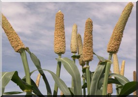 Campagne agricole 2012-2013 : Le CSSA tire sur la sonnette d’alarme. 