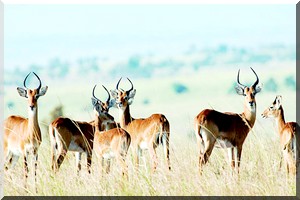 Les antilopes se sentent dans leur milieu naturel à Safia