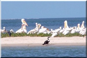 Le Parc National du Diawling (Mauritanie), menacé par la chasse