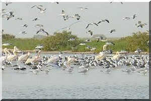 Mauritanie/Environnement/ : 35 millions d’euros, barre du Fonds «BACOMAB»