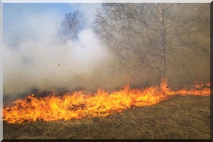 Brakna: un feu de brousse ravage des périmètres pastoraux