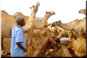 Vers le relèvement de la productivité des camélidés en Mauritanie