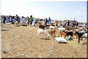 Chute du prix du bétail dans les régions orientales : La sécheresse frappe et EMEL s’essouffle