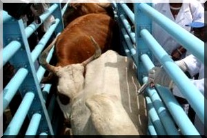 Démarrage des opérations de vaccination du cheptel dans la wilaya du Trarza