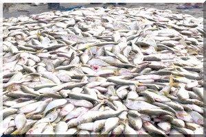 Mauritanie: une nappe de fioul sur les côtes 