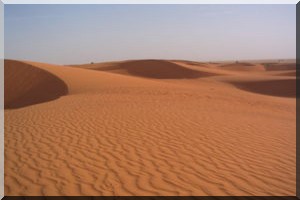 Tagant/ Environnement : El Khat se meurt !