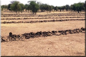 Grande muraille contre le désert : C’est loin d’être vert ! 