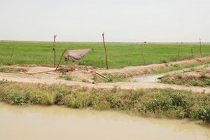 La campagne rizicole commence enfin à Kaédi