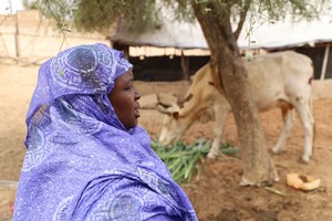 Soudure 2022 : comment les coopératives glissent du maraîchage vers la culture fourragère 