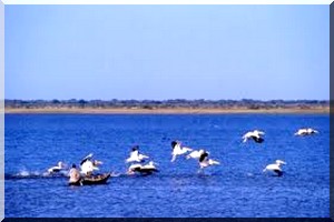 Environnement: Le Parc Diawling dénombre ses oiseaux