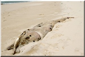 Découverte spectaculaire d’un Rorqual d’Omura dans l’océan Atlantique, à 11 000km de son aire de répartition connue