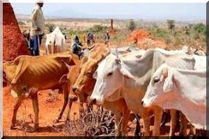 Soutien au Projet d’appui au pastoralisme en Afrique de l’Ouest