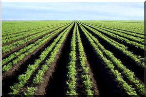 Quel est le statut des terres agricoles sollicitées par l’IAIDA au Brakna?   