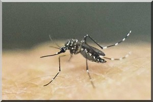 Le transport aérien face à la menace de l’épidémie de Zika