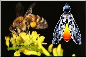 Gorgol-Kaédi : interdiction d'usage de parfums à cause des abeilles