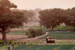 La Grande muraille verte d’Afrique, un investissement bénéfique à rendement garanti, selon la FAO 