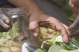 Guidimakha, des agropasteurs et la protection des cultures