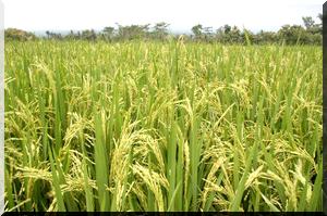 Rosa promeut le développement agricole et la sécurité alimentaire 