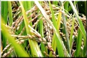La Mauritanie réalise l'autosuffisance en riz à 85%  