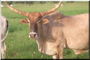 La FAO va renforcer les capacités des agriculteurs mauritaniens   