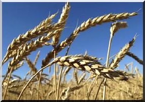Mauritanie - la production céréalière en chute de 52%. 