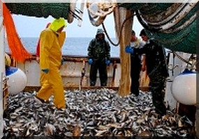 Accord de pêche Rim-Ue : Batailles rangées au Parlement Européen ! 