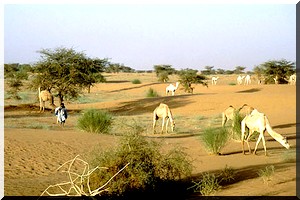 M’bagne : Après les sangliers, les chameaux arrachent ce qui reste des cultures