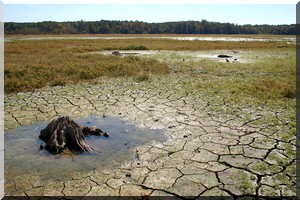 Le volontariat français au cœur du climat en Mauritanie