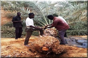 Tidjikja : Abattage des palmiers attaqués par le charançon rouge : Une famille s’interpose, la police fait usage du gaz lacrymogène !