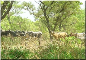 Mali : le cercle de Ténenkou sollicite les autorités afin de sécuriser la transhumance...