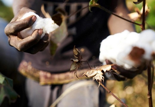 Coton malien: le nouveau corridor mauritanien