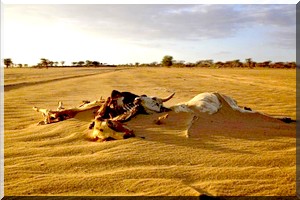  La désertification menace la sécurité alimentaire en Mauritanie
