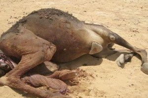Nouadhibou: appel de detresse des éléveurs