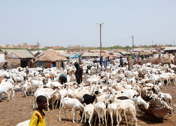 Aïd El-Adha : pleine effervescence au marché du bétail et plaintes contre la flambée des prix du mouton
