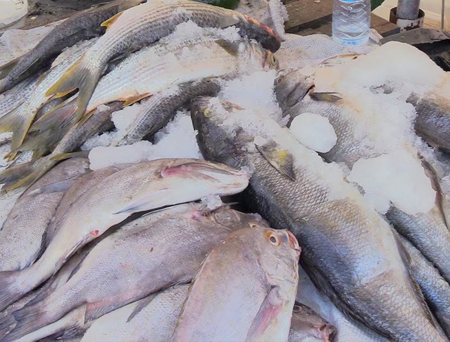 Mer agitée, prix orageux, client refroidi... Sale temps pour le poisson à Nouakchott