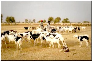 Zone agro-sylvo-pastorale de Maghama : Recrudescence du vol de bétail