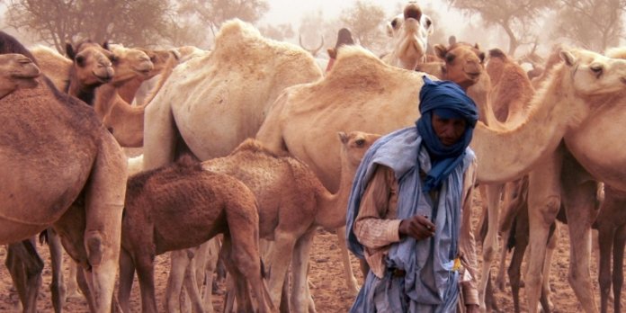 Pour prévenir les incidents frontaliers: le gouvernement déconseille la transhumance du cheptel vers le Mali