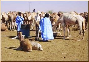 Détresse des éleveurs des Hodhs et de l’Assaba. 