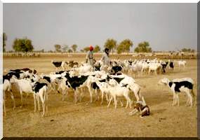 Grogne des éleveurs du Hodh Gharbi:  Le Wali sort de sa réserve