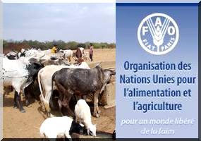 La FAO lance une opération de déstockage de bovins pour 1700 familles au sud de la Mauritanie  
