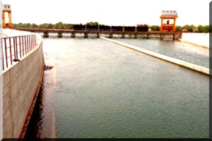 Vallée du fleuve : Face à la sécheresse, des éleveurs se débarrassent d’une partie de leur cheptel