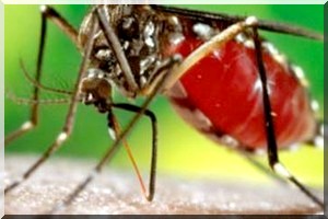 Une épidémie de fièvre jaune en RDC 