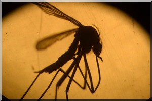 Epidémie de fièvre jaune meurtrière en Angola