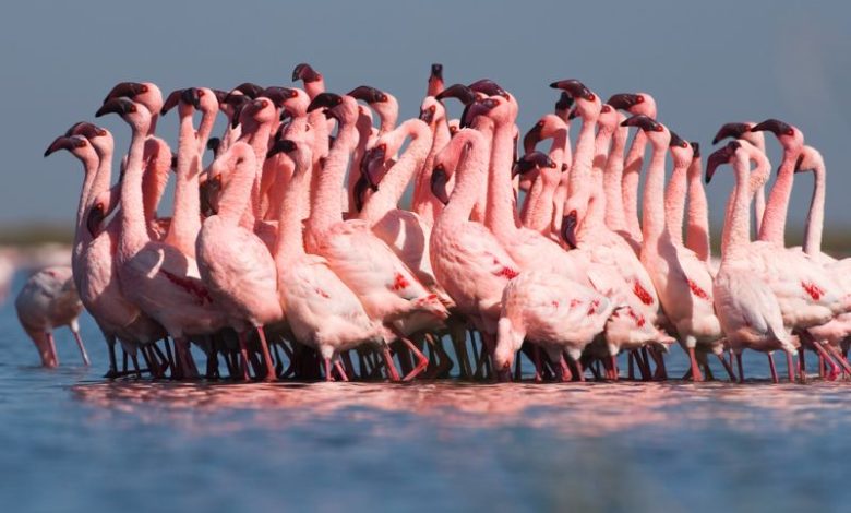 Faune sauvage: Le flamant nain, menacé d’extinction, refait surface au PND