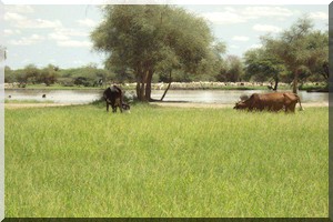 Pluviométrie : Toujours déficitaire, en dépit d’un mieux...