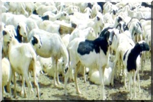 Accord mauritano-nigérien dans le domaine vétérinaire  