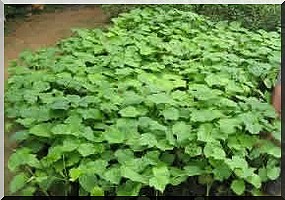 Premier forum international sur le Jatropha en Mauritanie: 