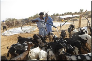 Tagant : Restauration et préservation de la vallée de Wad El Barka [PhotoReportage]