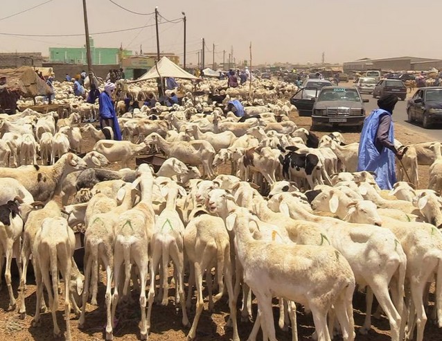 Vidéo. A l’approche de l’Aïd el-Fitr: pas de ruée sur les moutons en Mauritanie
