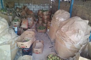 Mauritanie : découverte de l’utilisation d’un gaz toxique pour la maturation des mangues